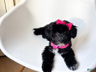 Toy Poodle dogs Jelly - Ad 38