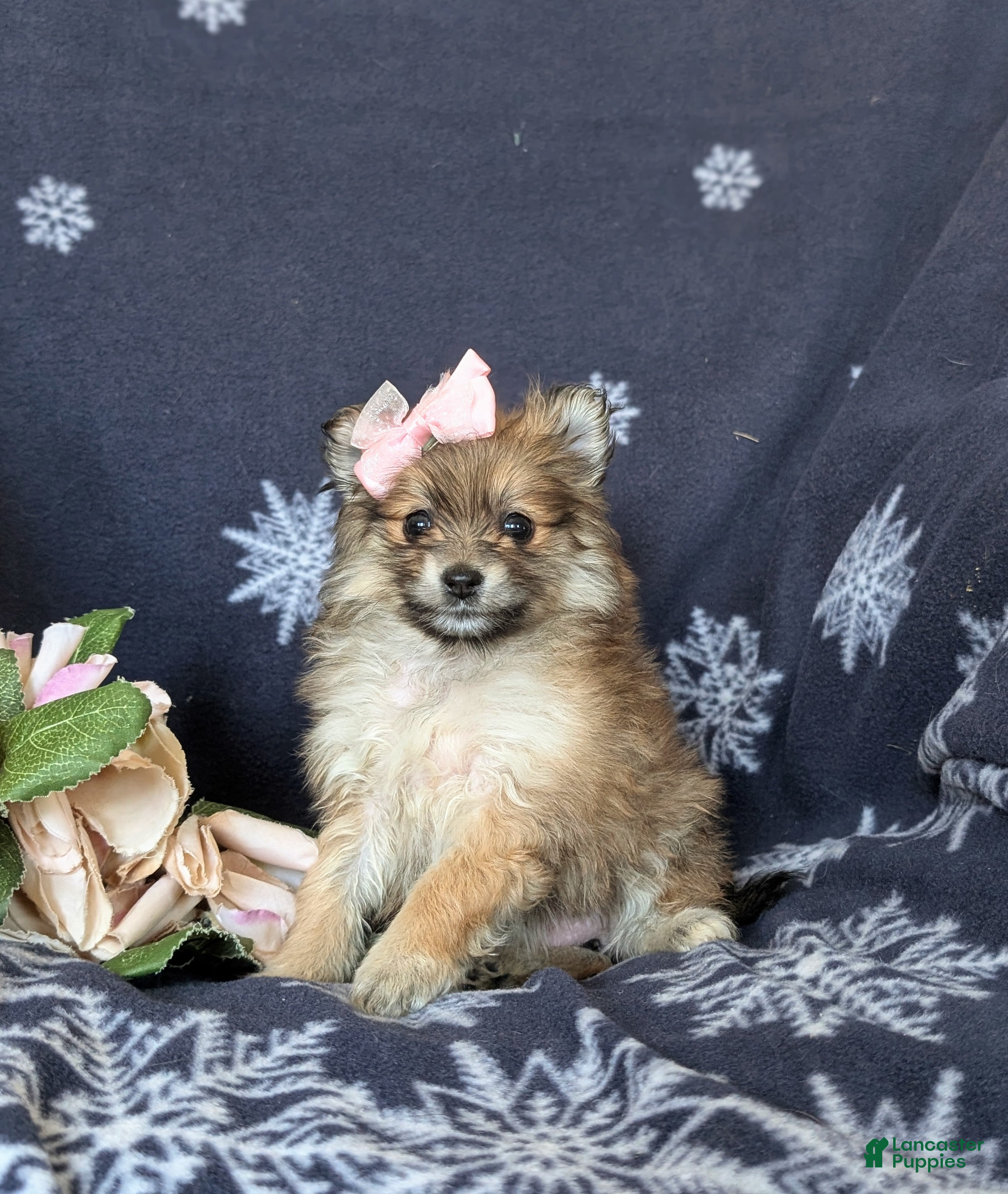 Pomeranian dogs Jenessa - Ad 1