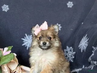 Pomeranian dogs for sale: Jenessa - Ad 3