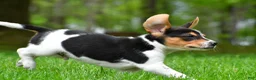 Beagle dogs for sale: Jasper - Ad 5