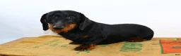 Dachshund dogs for sale: Dachshund Puppy 1 - Ad 6
