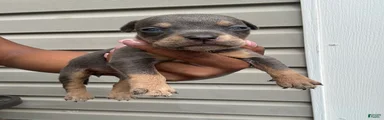 American Bully 1