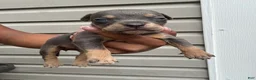 American Bully dogs for sale: American Bully 1 - Ad 1