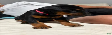 Pink Collar Dobie