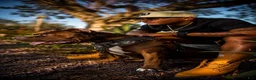 American Pit Bull Terrier dogs for stud: Juice - Ad 3
