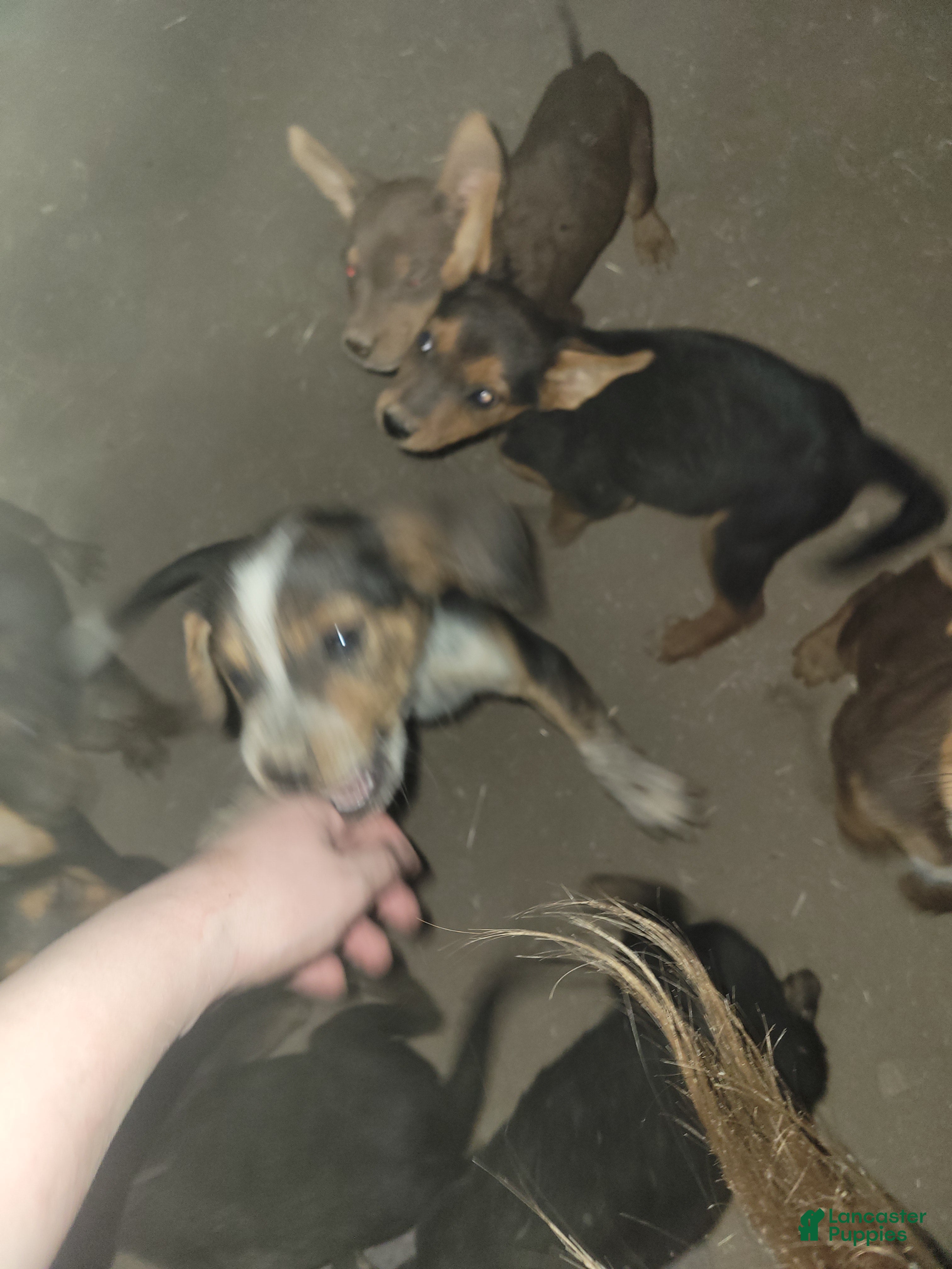 Mixed Breed dogs Mixed Breed 5 - Ad 39