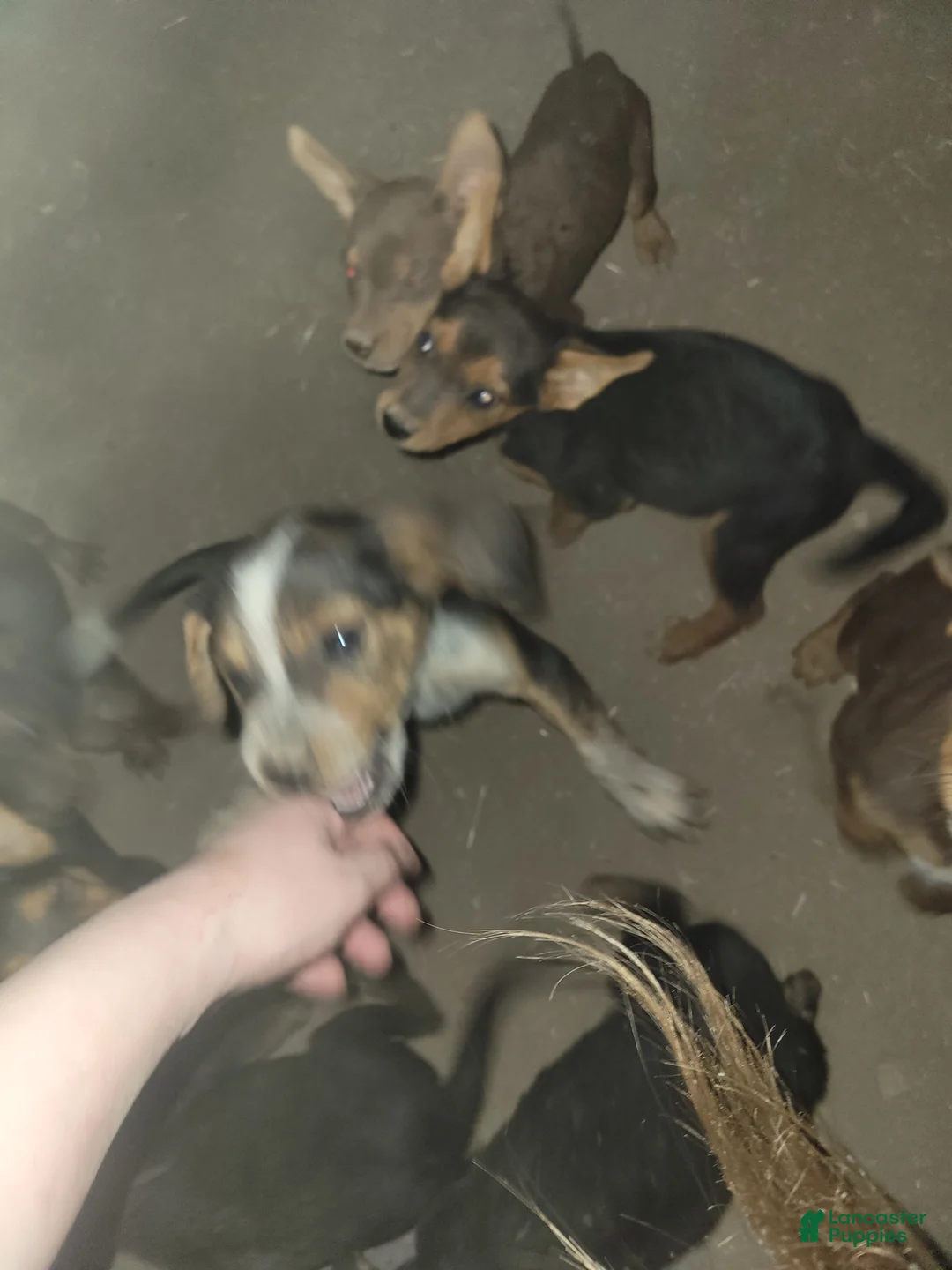 Mixed Breed dogs for sale: Mixed Breed 5 - Ad 1