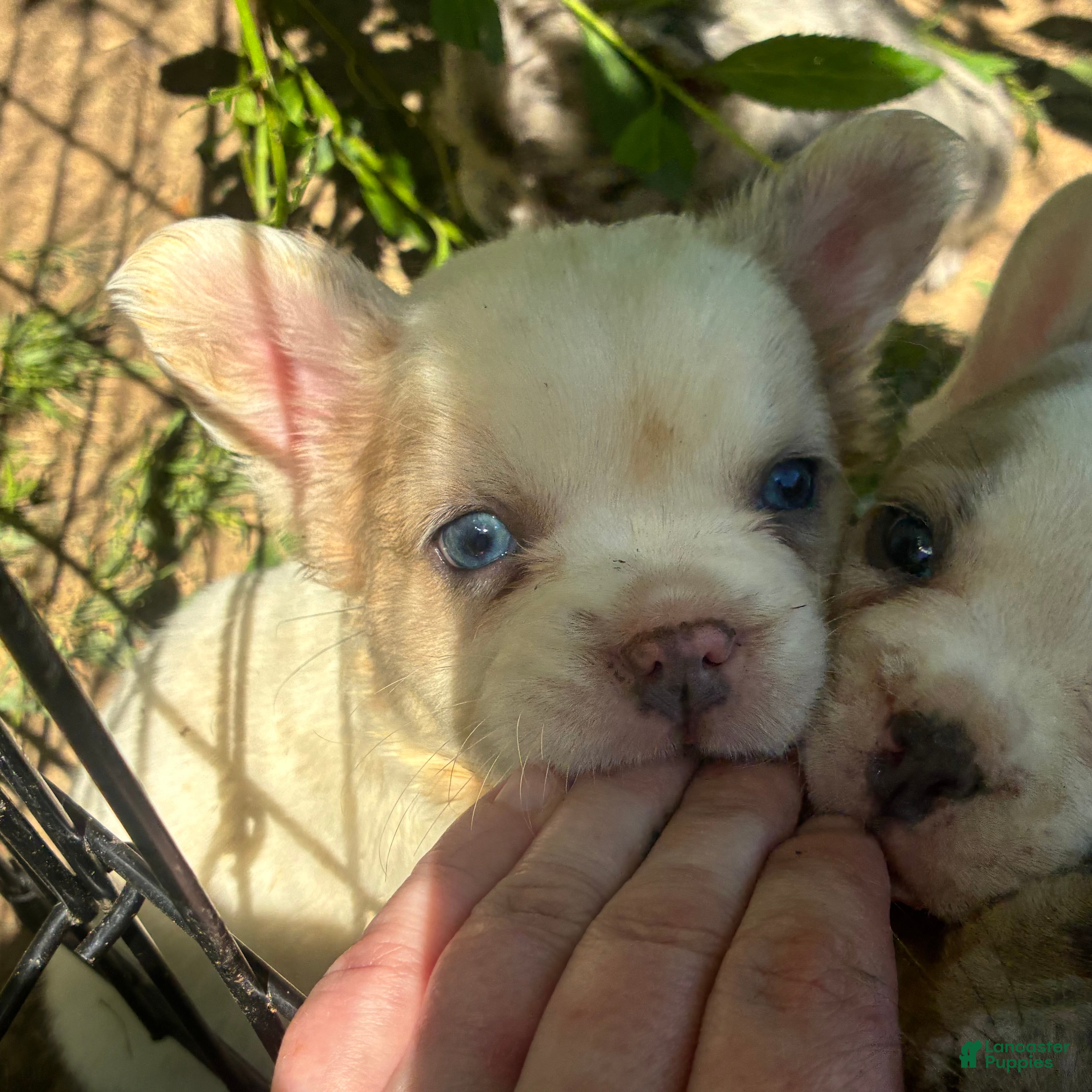 French Bulldog dogs French Bulldog Puppy 5 (fluffy) - Ad 2
