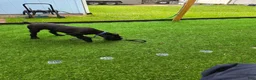 Standard Schnauzer dogs for sale: LILY- Standard Schnauzer  - Ad 10