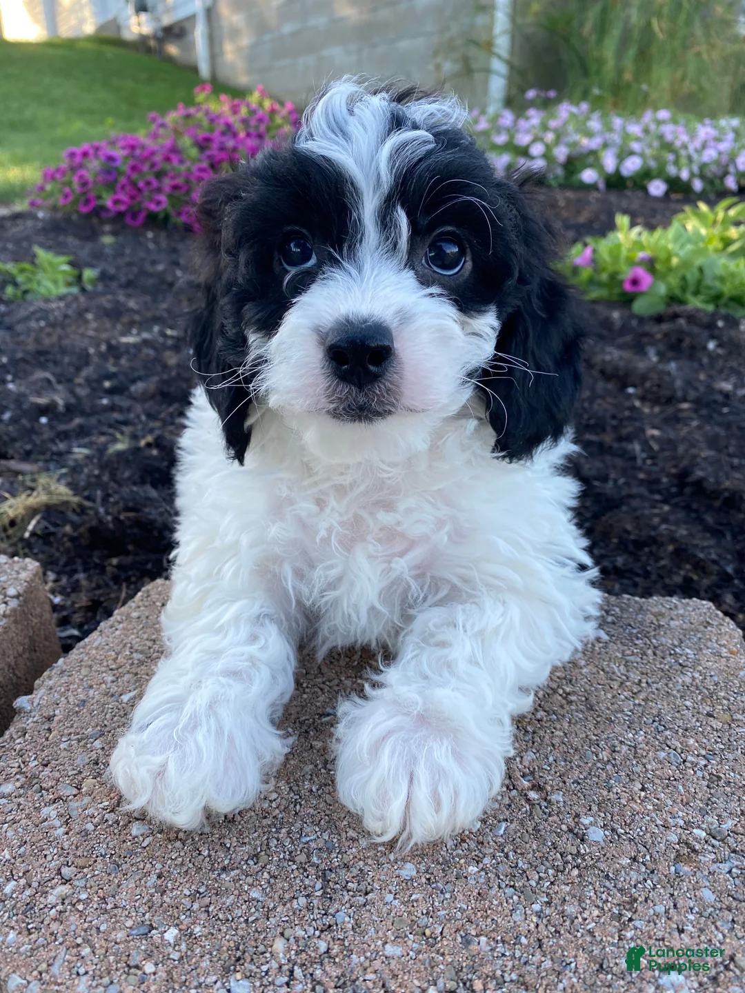 Cavapoo dogs for sale: Timmy - Ad 11