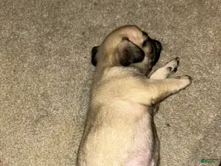 Pug dogs Pug Puppy 4 - Ad 19