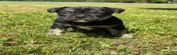 Mixed Breed dogs for sale: Luna - Ad 1