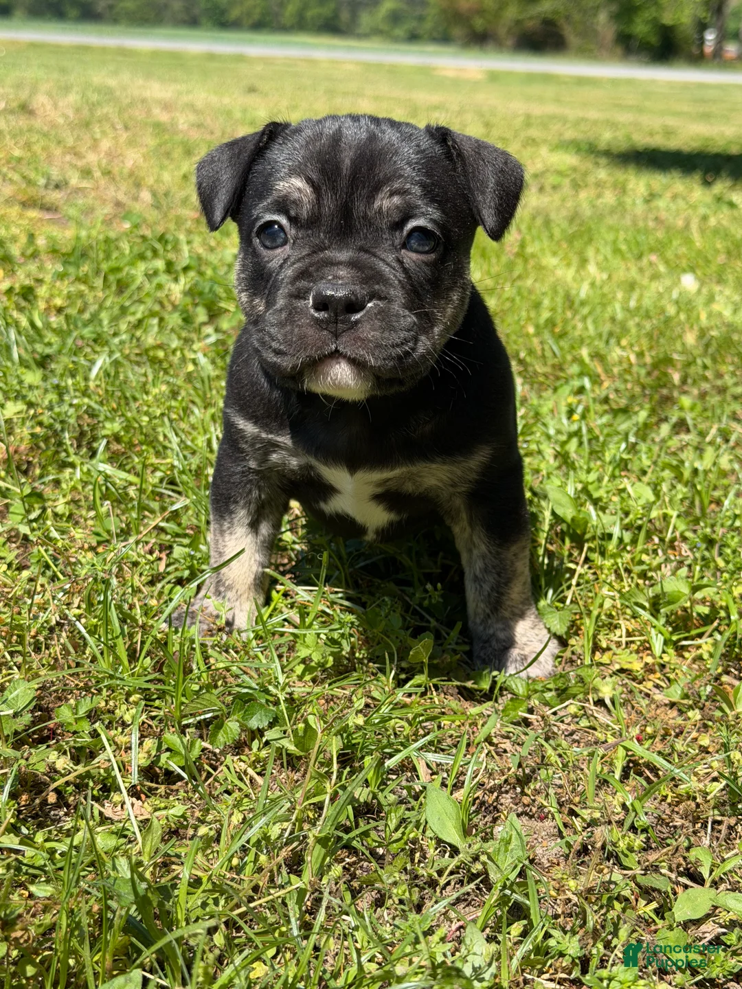 Mixed Breed dogs for sale: Luna - Ad 1