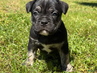 Mixed Breed dogs for sale: Luna - Ad 2