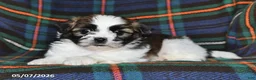Shih Tzu dogs for sale: Buddy - Ad 3