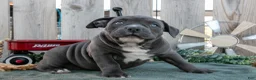 American Bully dogs for sale: Bella - Ad 2
