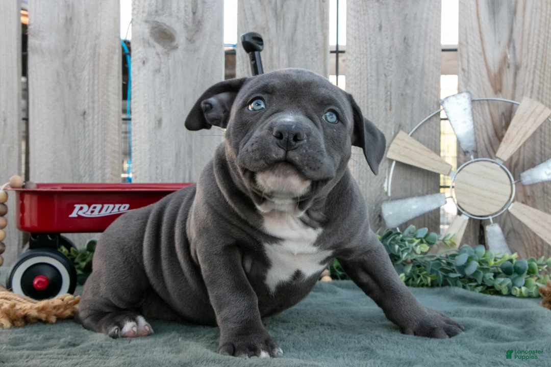 American Bully dogs for sale: Bella - Ad 2