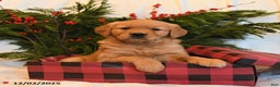 Golden Retriever dogs for sale: Holly - Ad 3