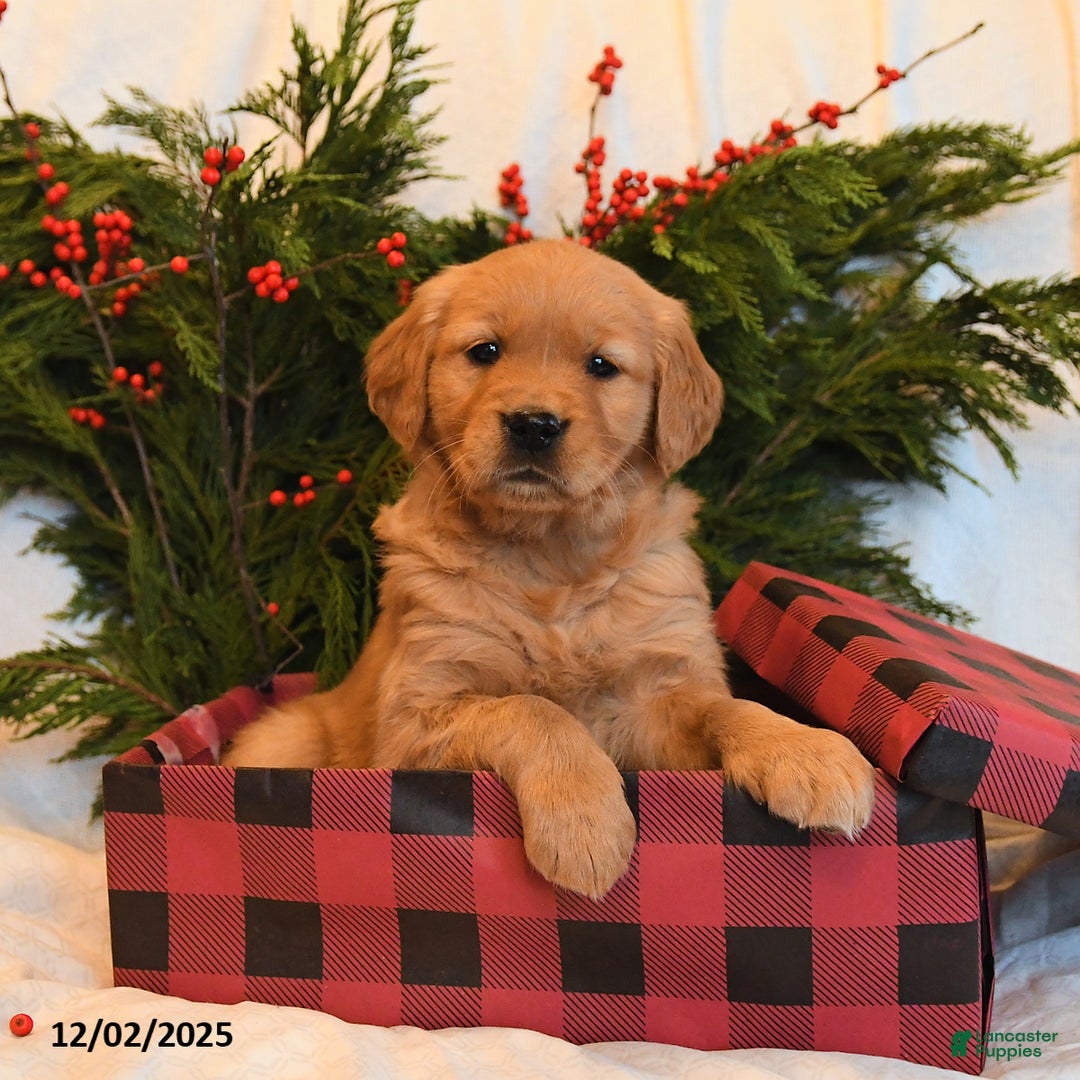 Golden Retriever dogs for sale: Holly - Ad 3