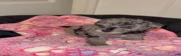 Miniature Poodle dogs for sale: Miniature Poodle 4 - Ad 3