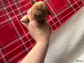 Golden Retriever dogs Golden Retriever Puppy 5 - Ad 41