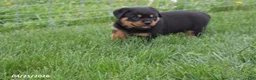 Rottweiler dogs for sale: Roscoe - Ad 3