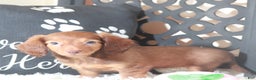 Miniature Dachshund dogs for sale: Miniature Dachshund Lola - Ad 7