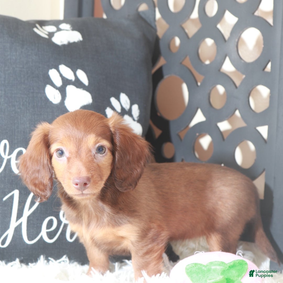 Miniature Dachshund dogs for sale: Miniature Dachshund Lola - Ad 7