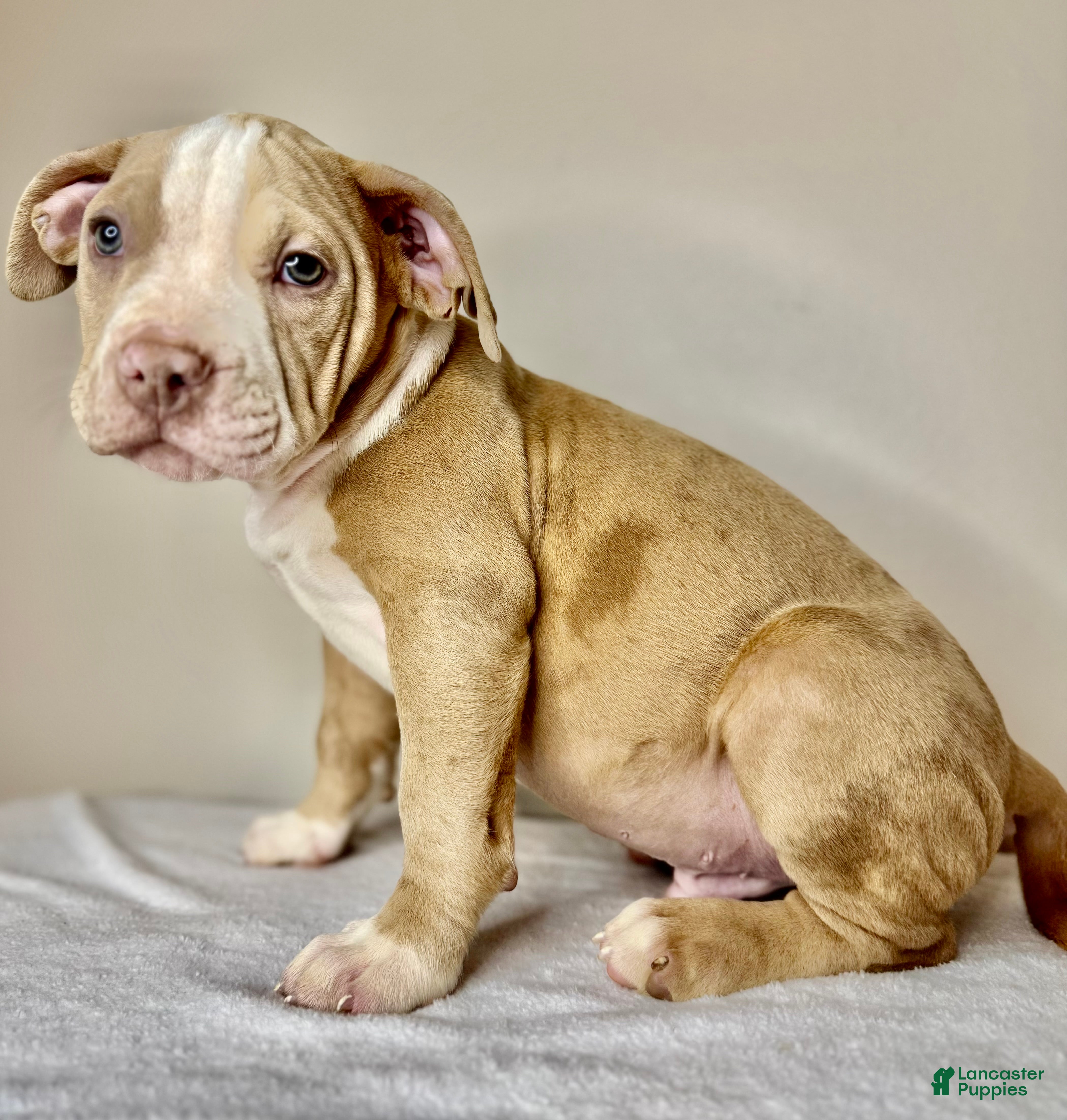 American Bully dogs American Bully Puppy 3 - Ad 27