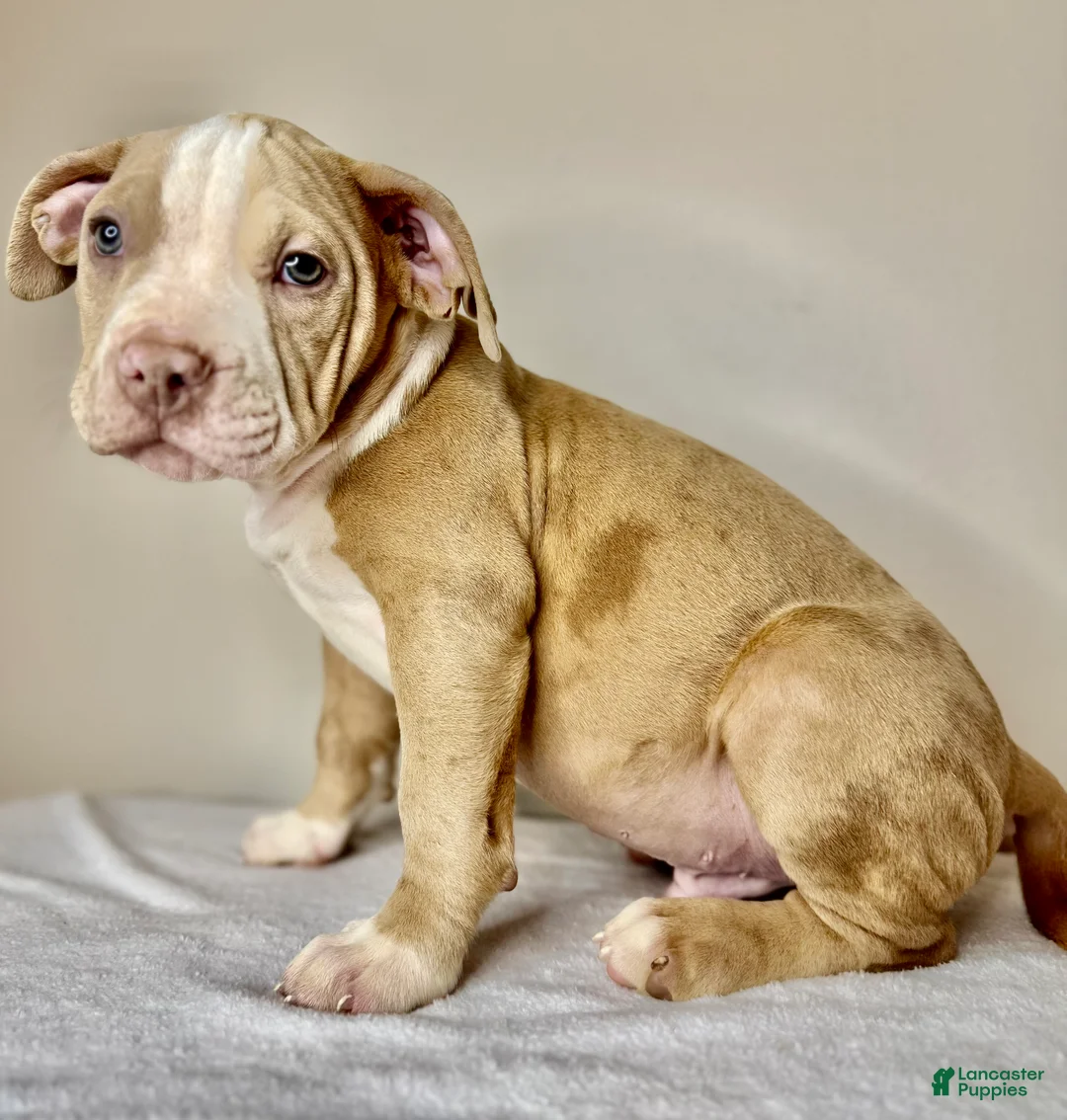 American Bully dogs for sale: American Bully Puppy 3 - Ad 1