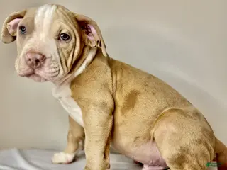 American Bully dogs American Bully Puppy 3 - Ad 6