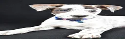 Boxer dogs for sale: Rascal Boxer mix - Ad 4
