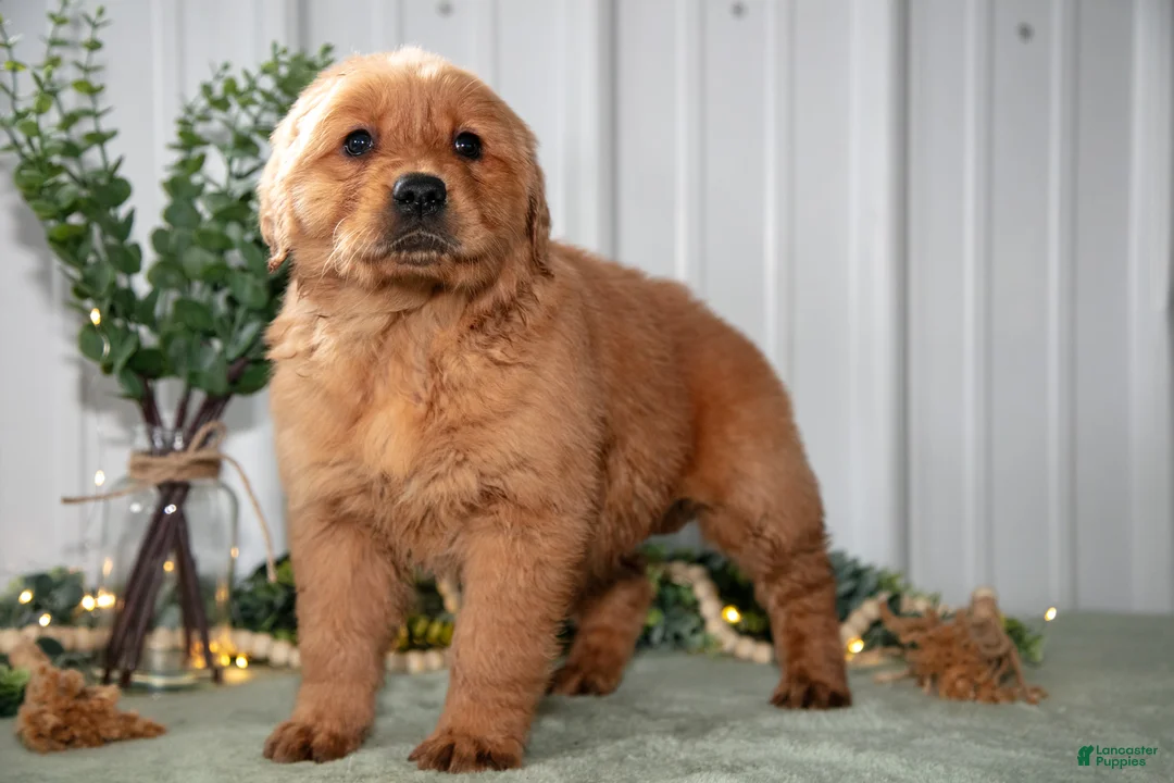 Golden Retriever dogs for sale: Heidi - Ad 3