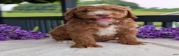 Goldendoodle dogs for sale: Charlie - Ad 3