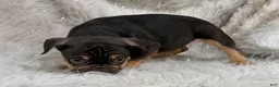 French Bulldog dogs for sale: French Bulldog Puppy 1 - Ad 3