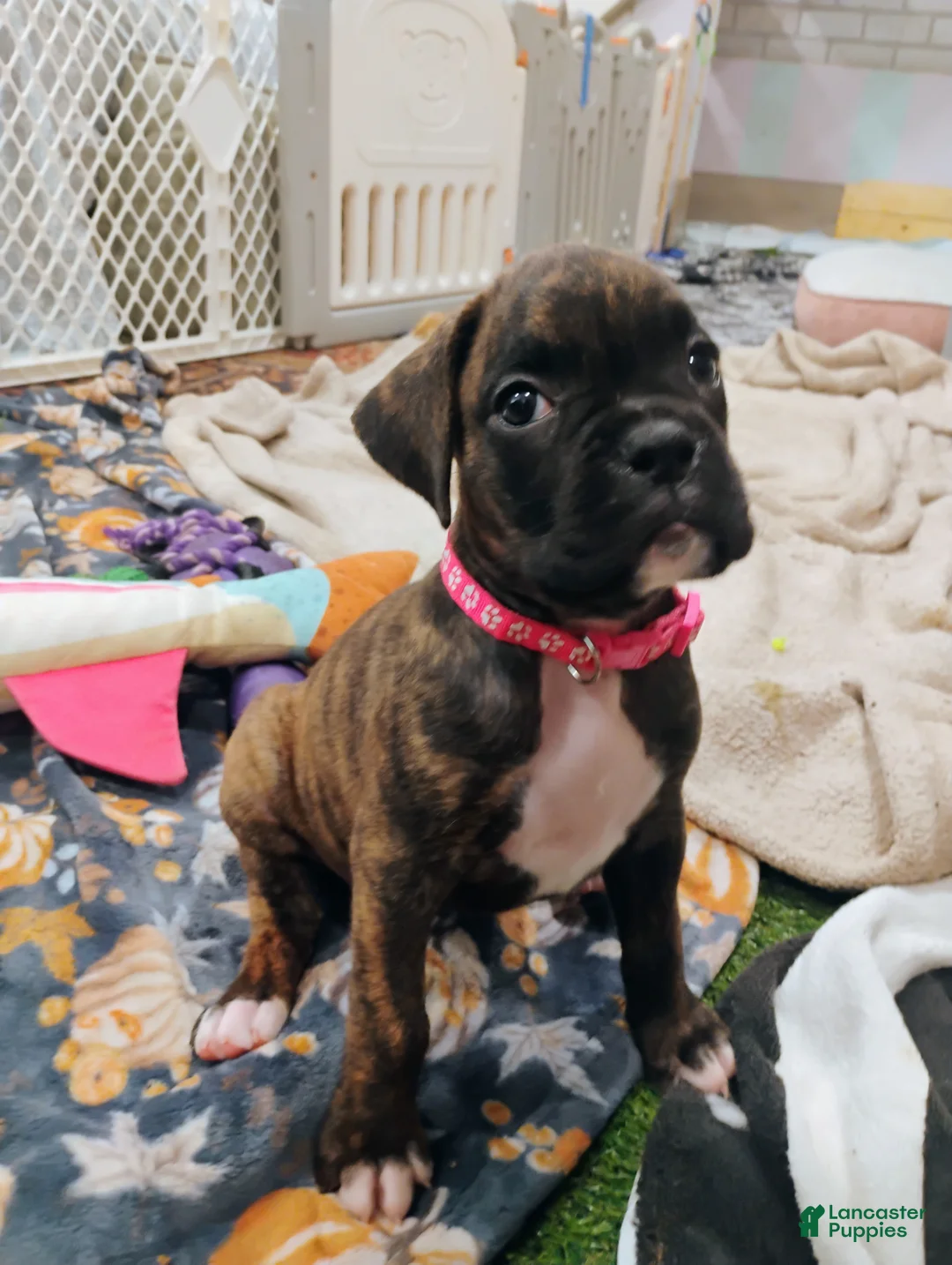 Boxer dogs for sale: Boxer 7 - Ad 2