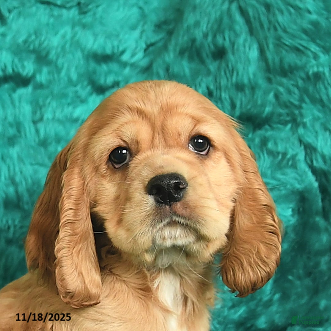 Cocker Spaniel dogs for sale: Allan  - Ad 5