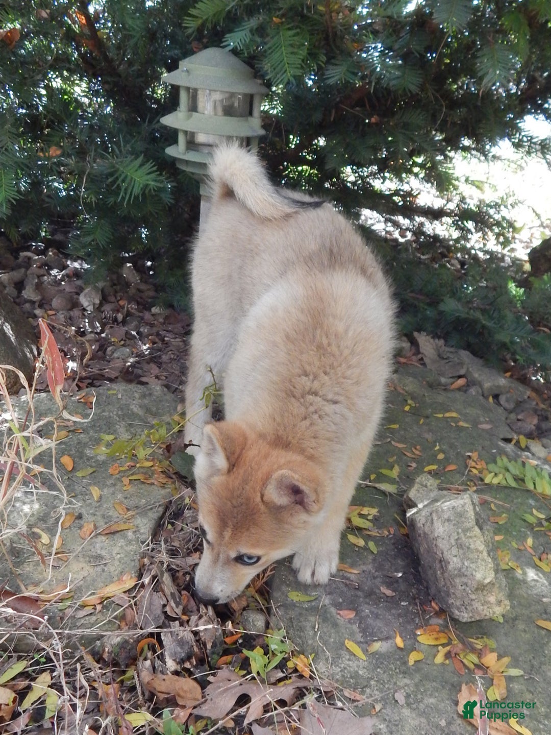 Pomsky dogs for sale: Jack - Ad 4