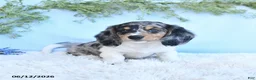 Miniature Dachshund dogs for sale: Kendon - Ad 2