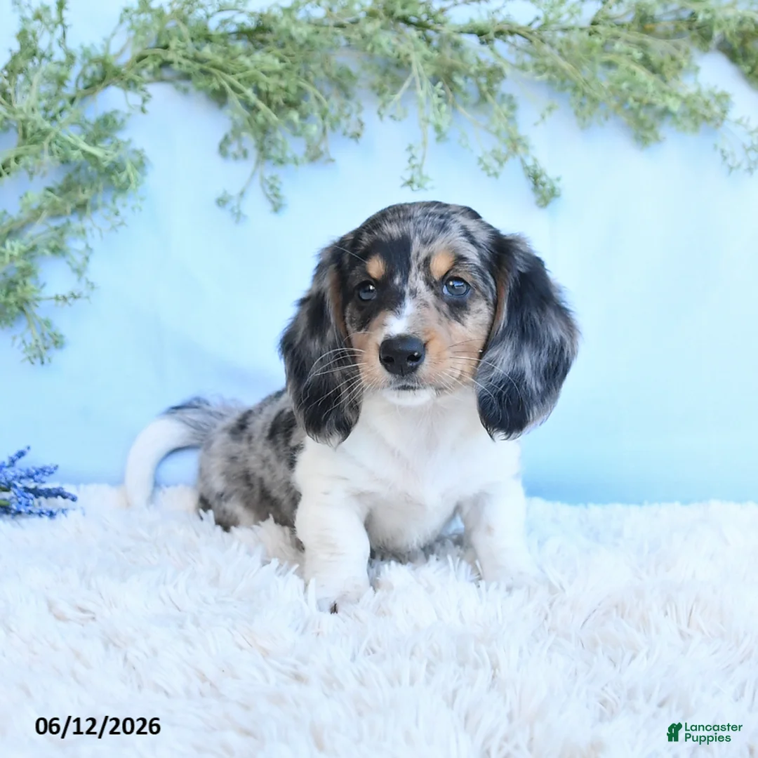 Miniature Dachshund dogs for sale: Kendon - Ad 2