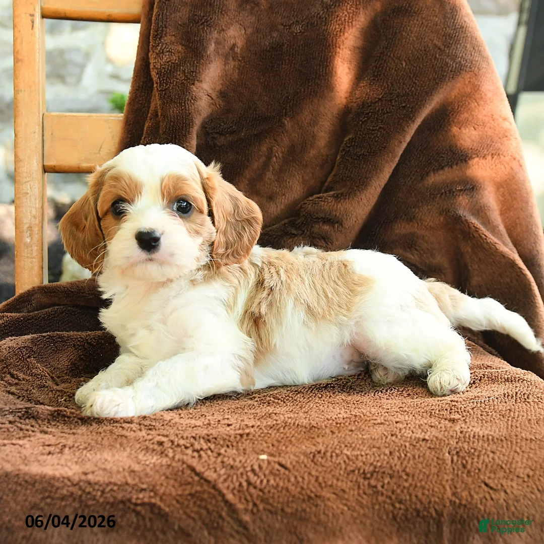 Cavapoo dogs for sale: Marshall - Ad 2