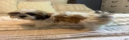 Teddy Bear dogs for sale: Stew  - Ad 4