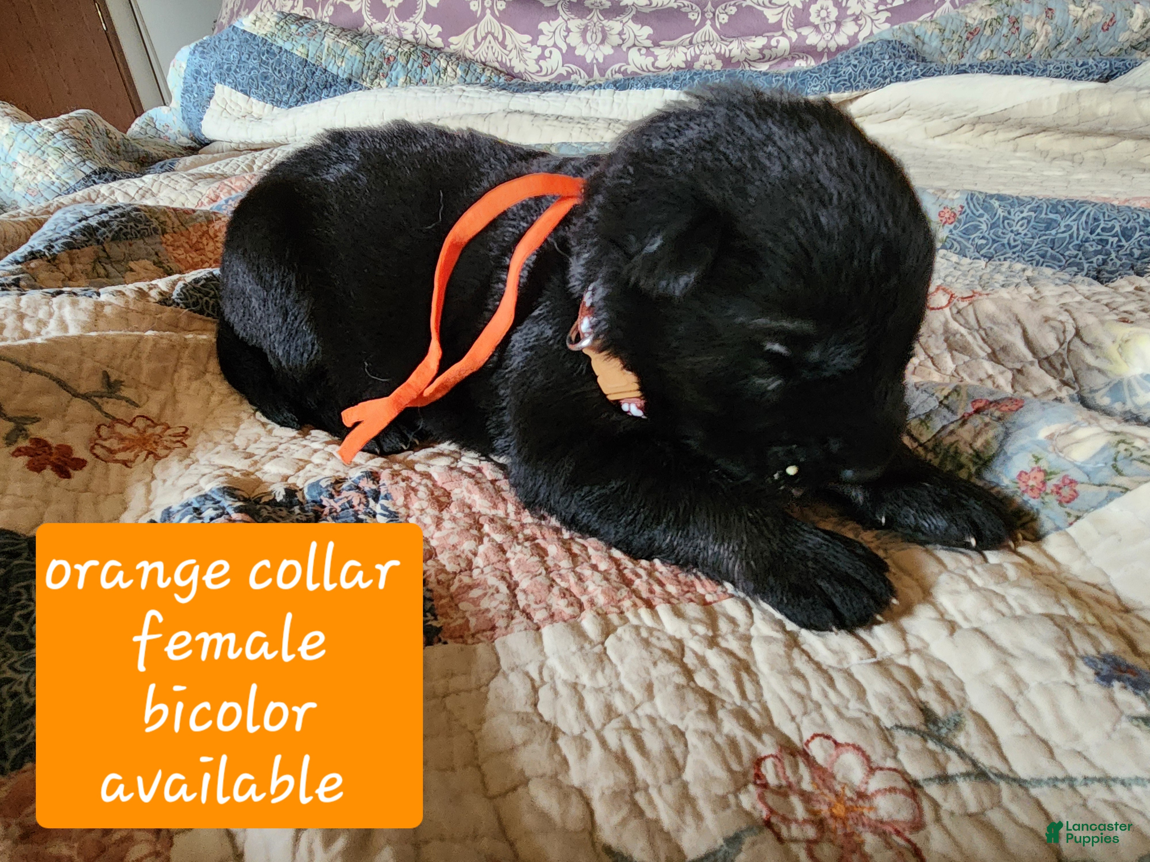 German Shepherd dogs Orange collar - Ad 1