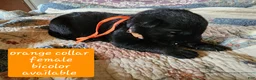 German Shepherd dogs for sale: Orange collar - Ad 1