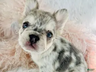 French Bulldog dogs French Bulldog Puppy 1 - Ad 20