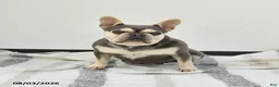 French Bulldog dogs for sale: Tina - Ad 3