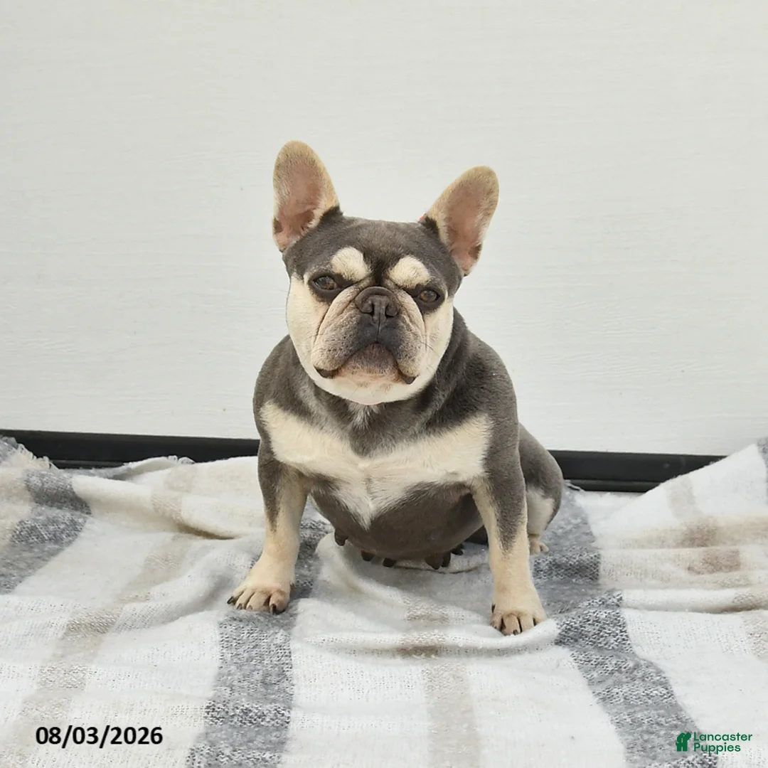French Bulldog dogs for sale: Tina - Ad 3
