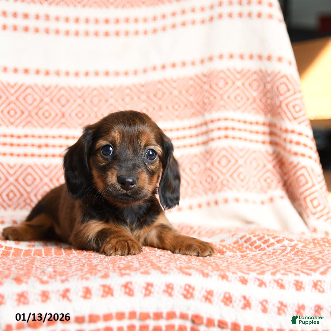 Miniature Dachshund dogs for sale: Kailey - Ad 2
