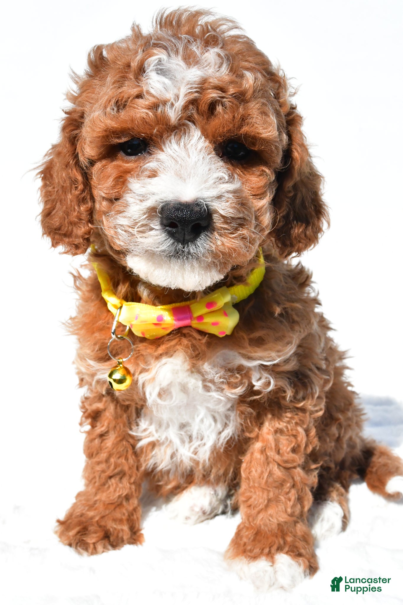 Miniature Poodle dogs for sale: Sheldon - Ad 6