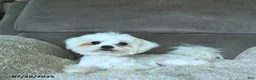 Maltese dogs for sale: Rider - Ad 8